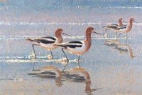American Avocets / Jim Morgan / 20.00x30.00 / $13500.00